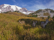 Mt. Rainier National Park