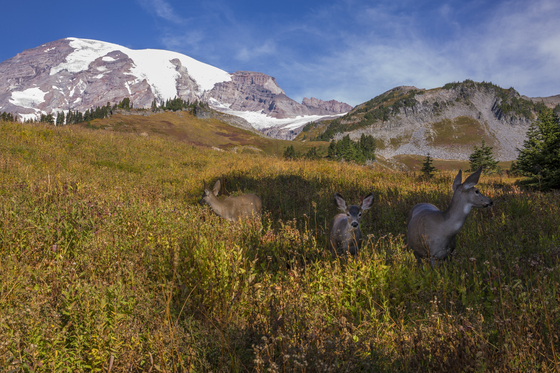 Mt. Rainier National Park