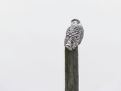 Male and female snowy owls 