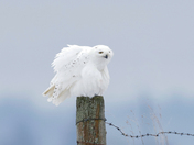 Male and female snowy owls 