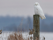 Male and female snowy owls 