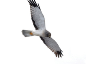Northern harrier grey ghost