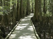 Congaree National Park