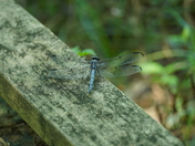 Congaree National Park