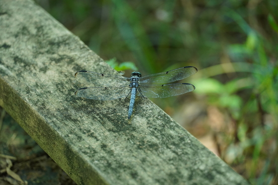 Congaree National Park