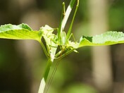 Congaree National Park