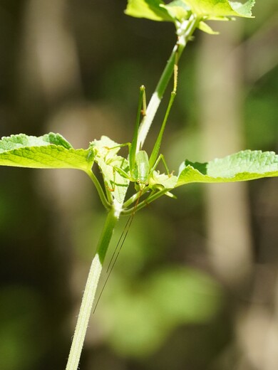 Congaree National Park
