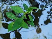 Congaree National Park