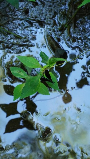 Congaree National Park