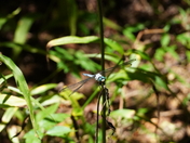 Congaree National Park