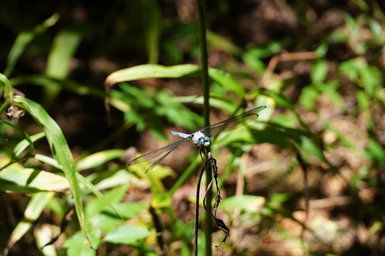 Congaree National Park