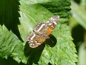 Congaree National Park