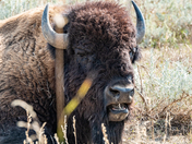 Theodore Roosevelt National Park 