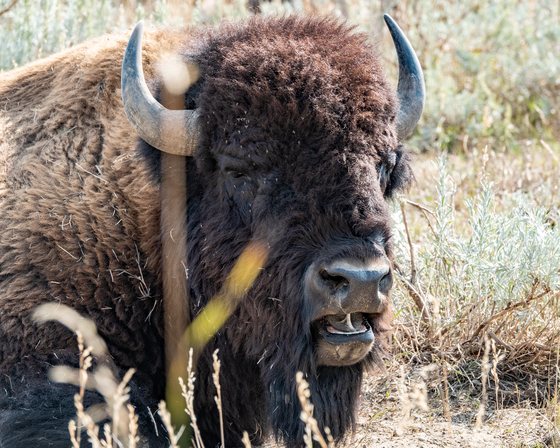 Theodore Roosevelt National Park 