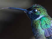 Madera Canyon Recreation Area, Coronado National Forest