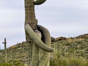 Organ Pipe Cactus National Monument