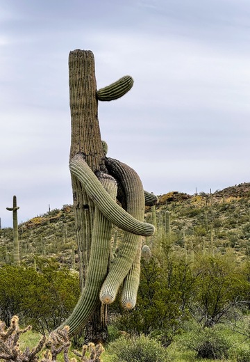 Organ Pipe Cactus National Monument