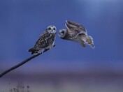 Short-eared owl 2024