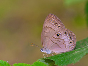White Mountain National Forest