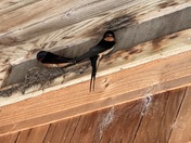 Cape Hatteras National Seashore