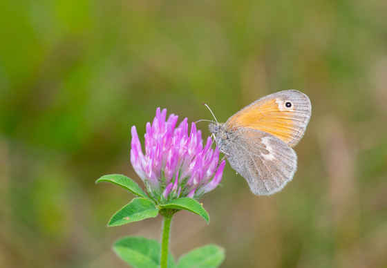 White Mountain National Forest