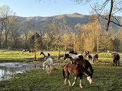 Smoky Mountains National Park - Cades Cove
