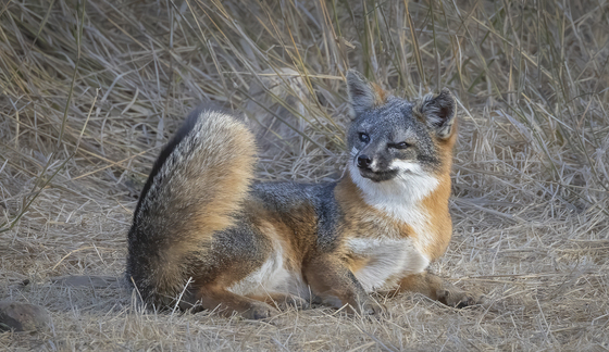 Channel Islands National Park