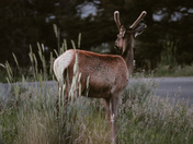 Yellowstone National Park