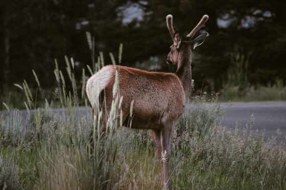 Yellowstone National Park
