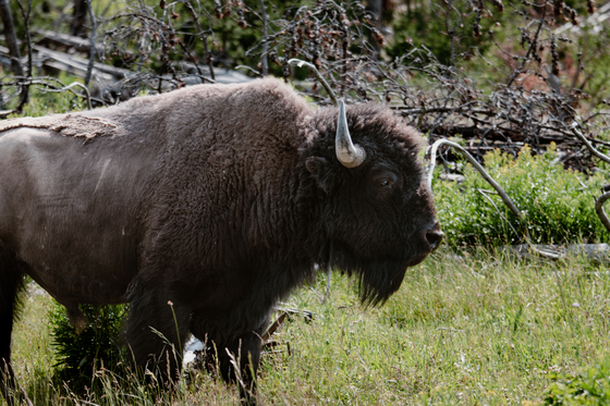 Yellowstone National Park
