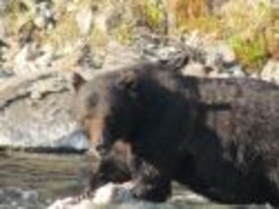 Yellowstone National Park