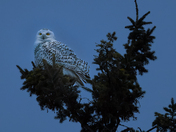 snow owl watch from a pine tree with bright eyes in a winter evening