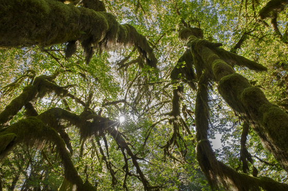 Olympic National Park