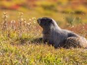 Mt. Rainier National Park