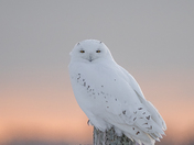 Male snowy owl 