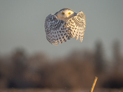 Snowy owl