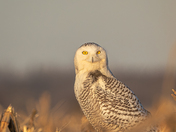 Snowy owl