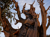 Great Basin National Park