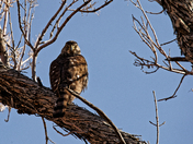 Red Rock Canyon National Conservation Area