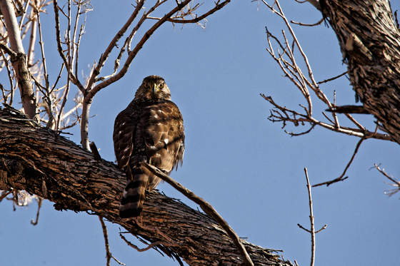 Red Rock Canyon National Conservation Area