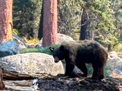 Sequoia National Park