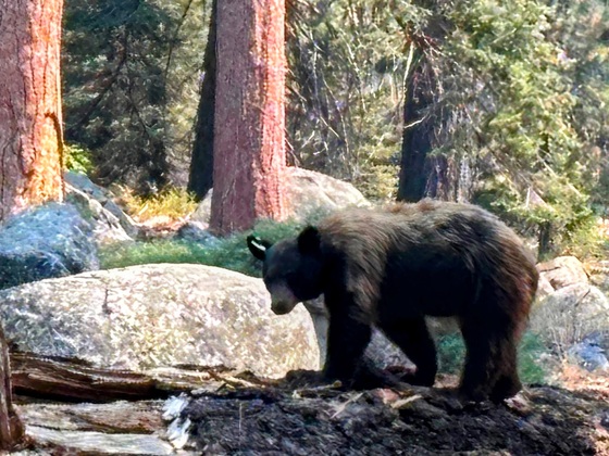 Sequoia National Park