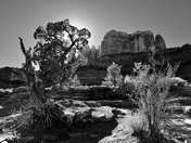 Coconino National Forest