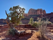 Coconino National Forest