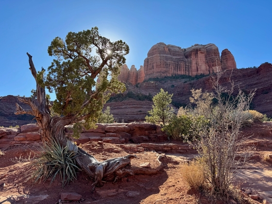 Coconino National Forest