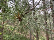 Coconino National Forest 