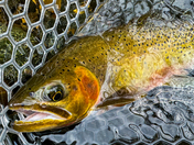 St. Joe River, Idaho Panhandle National Forest