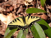 Great Smoky Mountains National Park