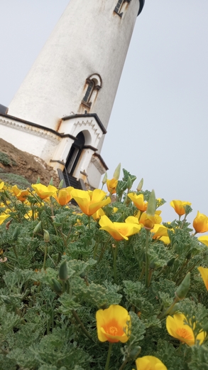Piedras Blancas Light Station