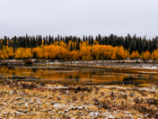 Pike National Forest 